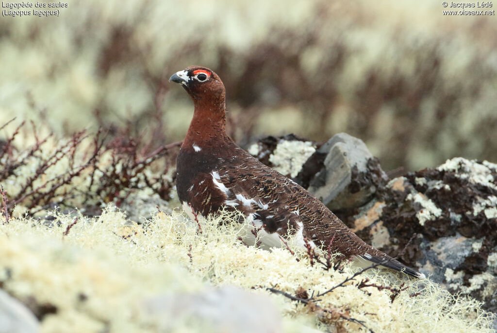 Willow Ptarmigan