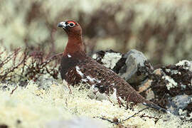 Willow Ptarmigan