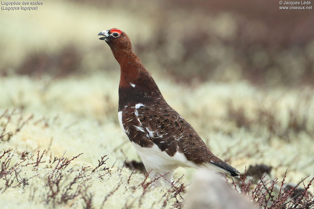 Willow Ptarmigan