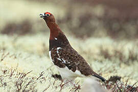 Willow Ptarmigan