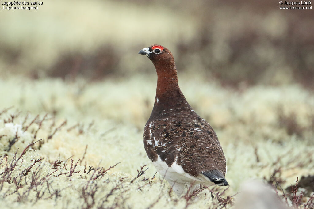 Willow Ptarmigan