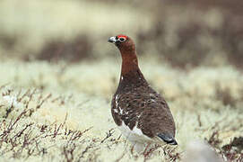 Willow Ptarmigan