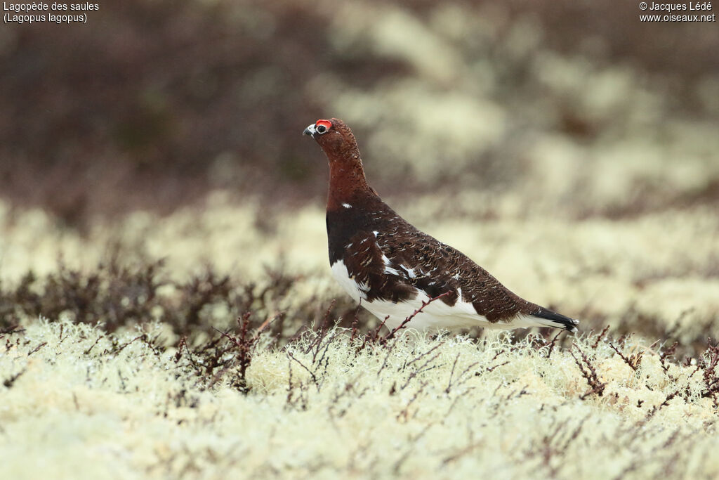 Willow Ptarmigan