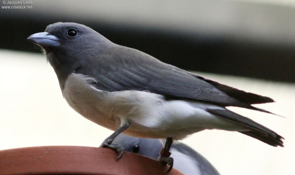 White-breasted Woodswallow