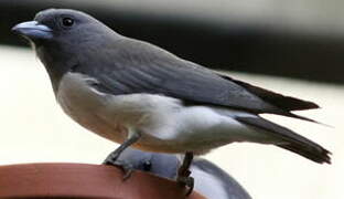 White-breasted Woodswallow