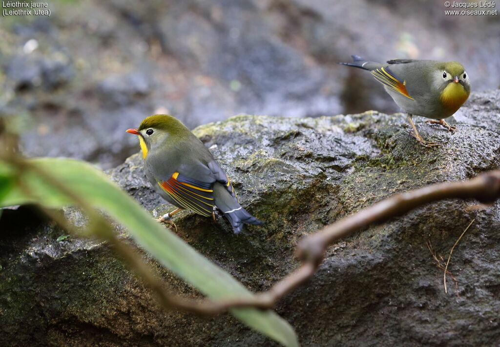 Red-billed Leiothrix