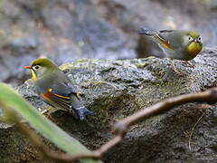 Red-billed Leiothrix