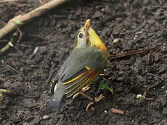 Red-billed Leiothrix