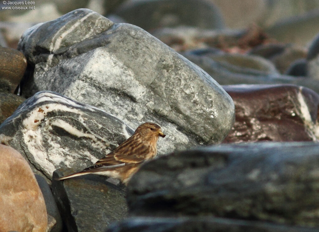 Twite