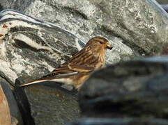 Twite