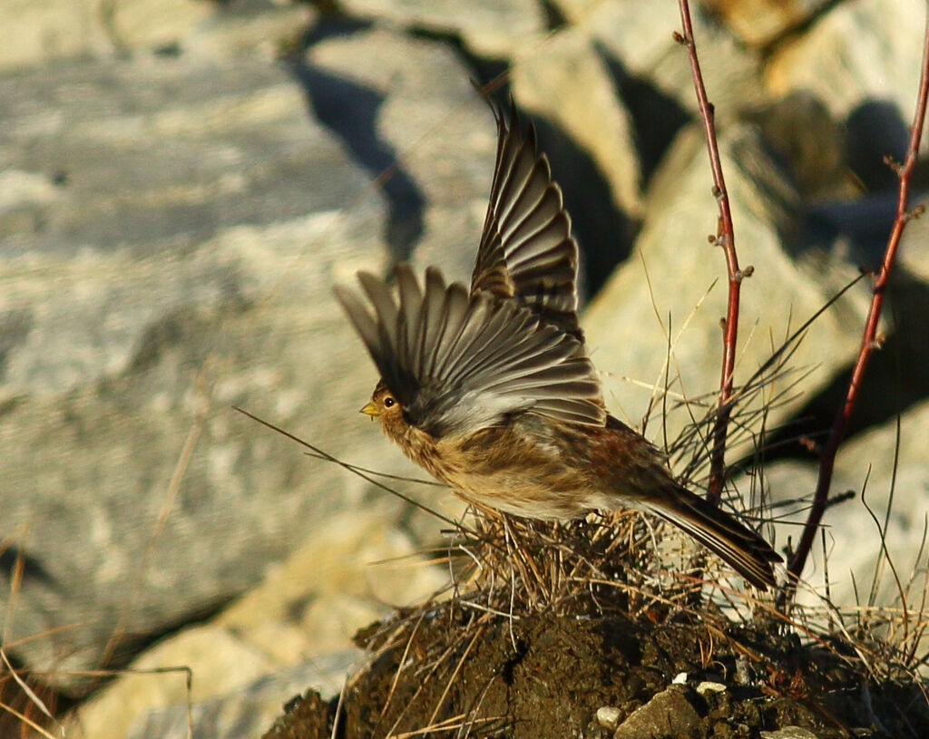 Twite