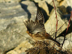 Twite