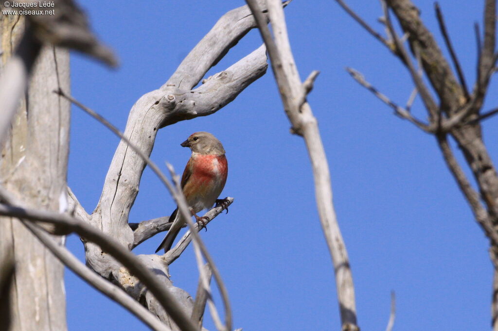 Linotte mélodieuse