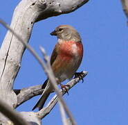 Linotte mélodieuse