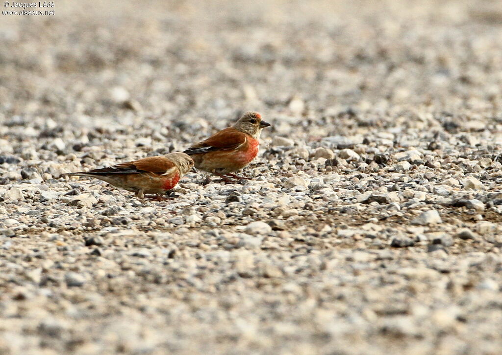 Linotte mélodieuse