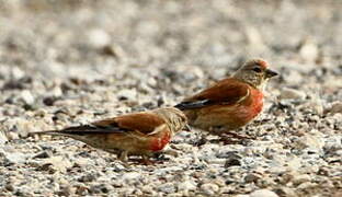 Common Linnet