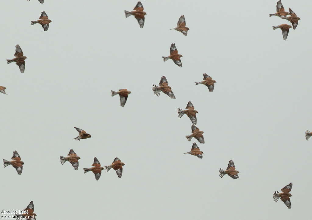 Common Linnetadult, pigmentation, Flight