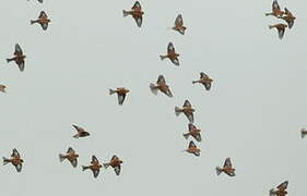 Common Linnet