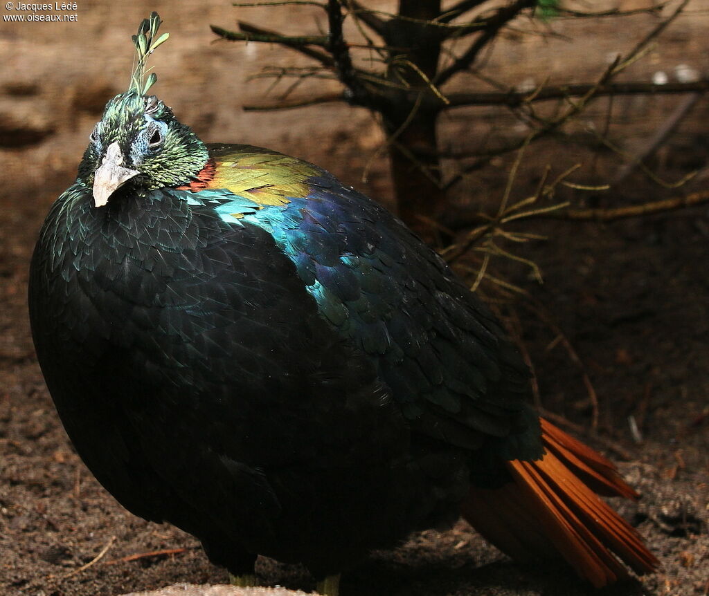 Himalayan Monal