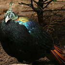 Lophophore resplendissant