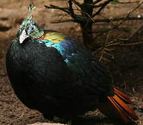 Himalayan Monal