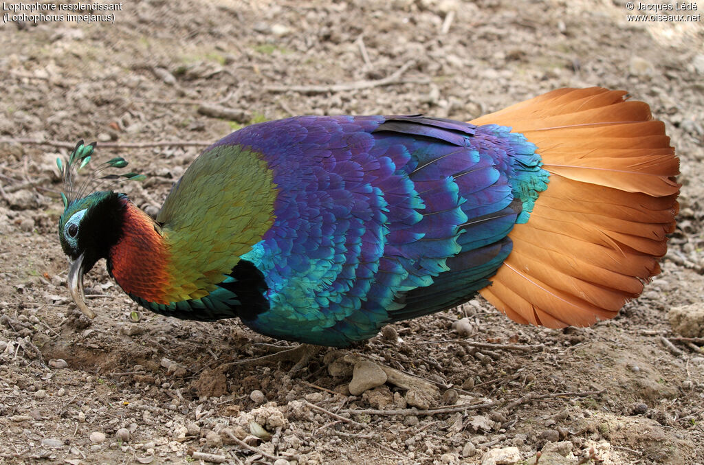 Himalayan Monal