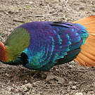 Lophophore resplendissant