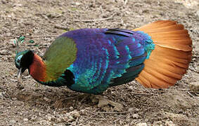 Himalayan Monal