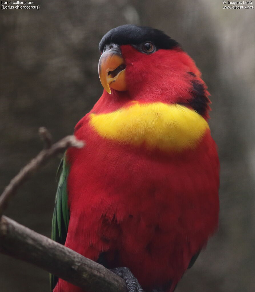 Yellow-bibbed Lory