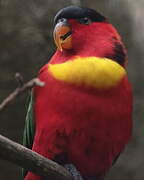 Yellow-bibbed Lory