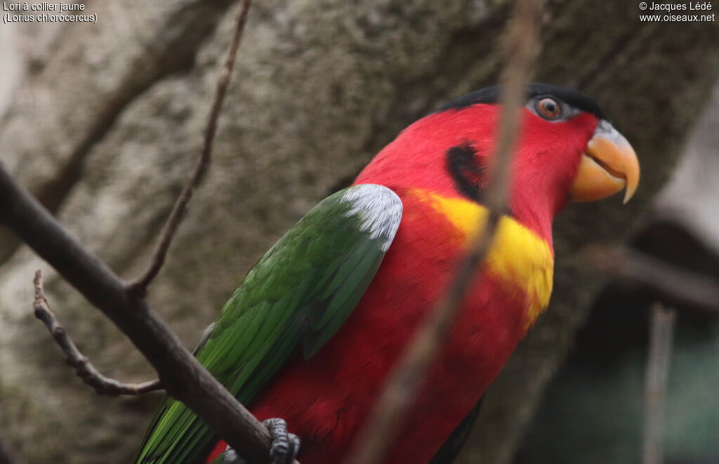 Yellow-bibbed Lory