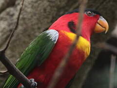 Yellow-bibbed Lory