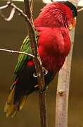 Purple-bellied Lory