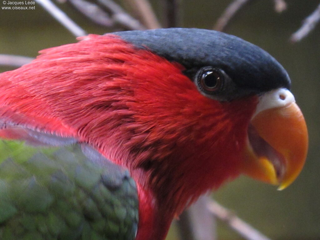 Purple-bellied Lory