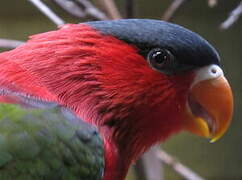 Purple-bellied Lory