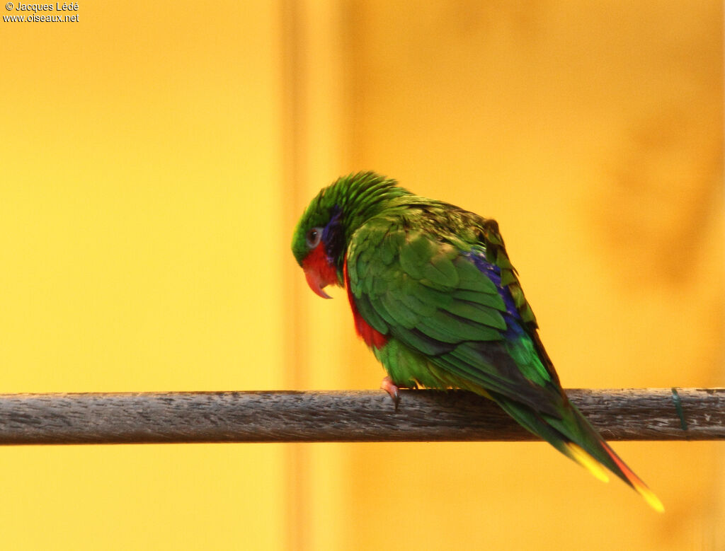 Red-flanked Lorikeet