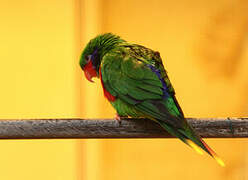 Red-flanked Lorikeet