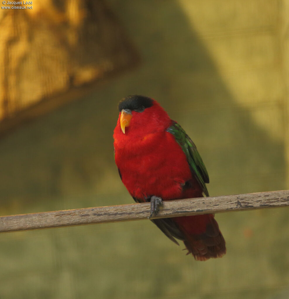 Purple-naped Lory