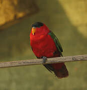 Purple-naped Lory