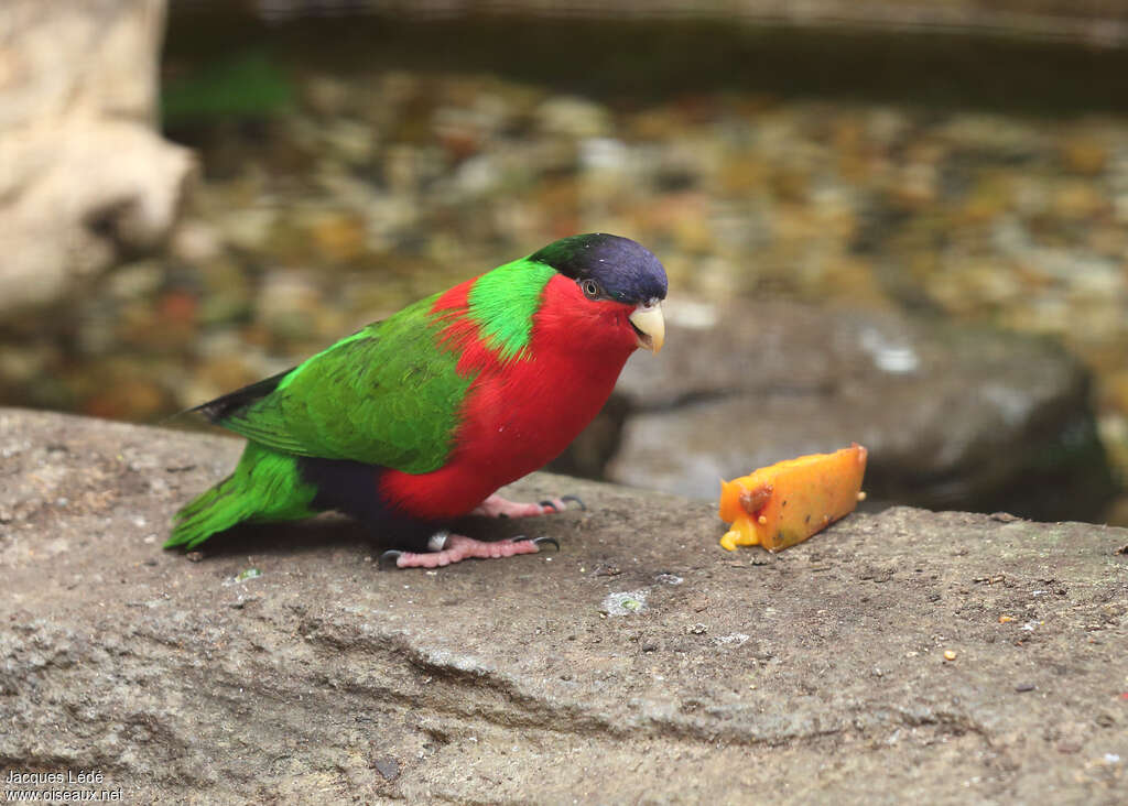 Collared Lory