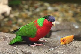 Collared Lory