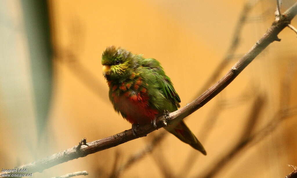 Orange-billed Lorikeet