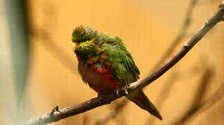 Orange-billed Lorikeet