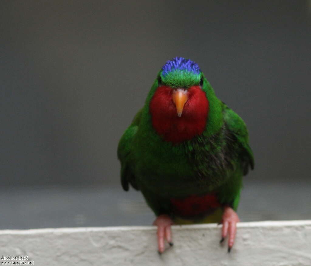 Blue-crowned Lorikeet