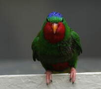 Blue-crowned Lorikeet