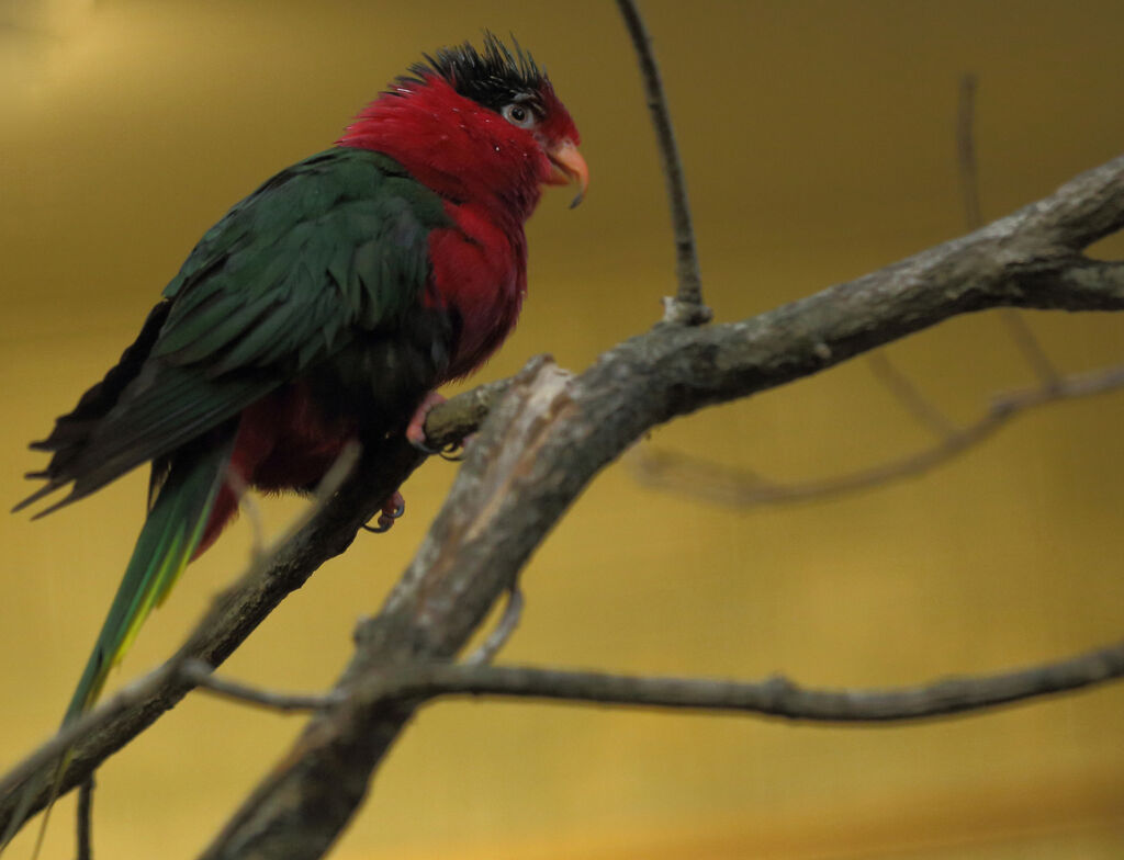 West Papuan Lorikeet