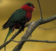 Papuan Lorikeet