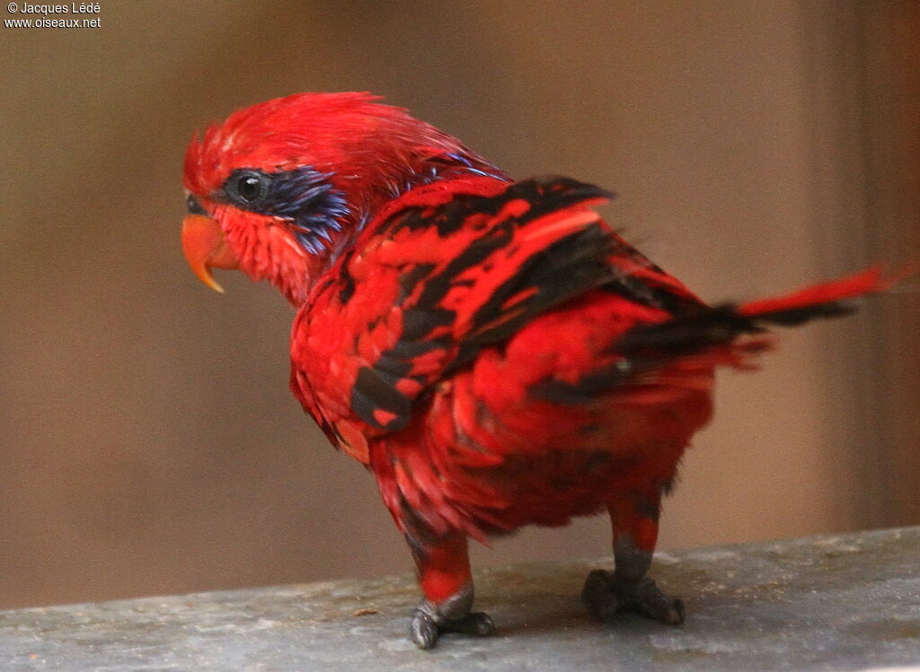 Blue-streaked Lory