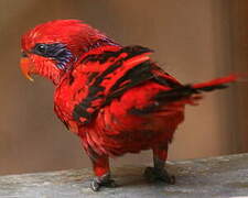 Blue-streaked Lory