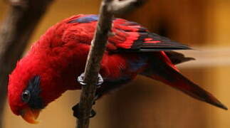 Blue-streaked Lory